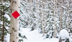 NRDQ forest winter